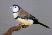 Bichenow astrilde